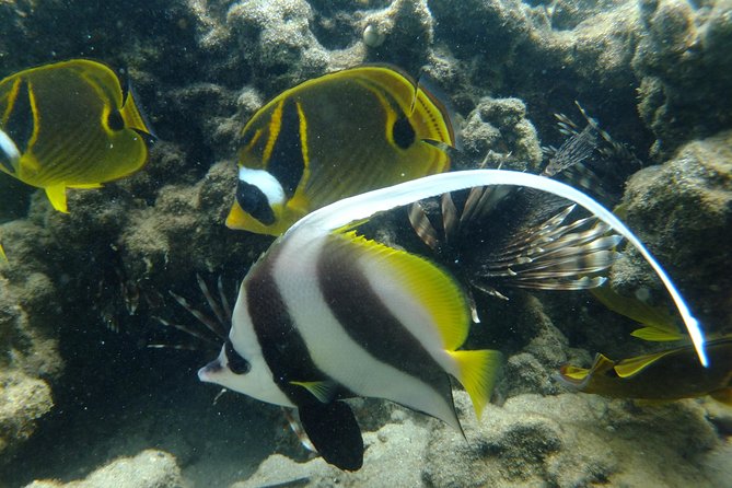 Cape Vidal Snorkeling Adventure - Common Questions