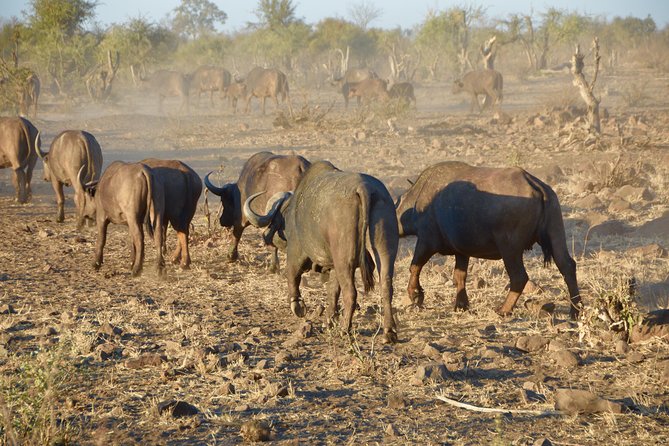 Captivating 2 Day Kruger Safari From Johannesburg - The Sum Up: Unforgettable Wildlife Adventure