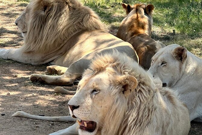 Captivating Safari Lion Park Experience (Half Day Guided Tour) - Final Thoughts on Safari Lion Park Experience