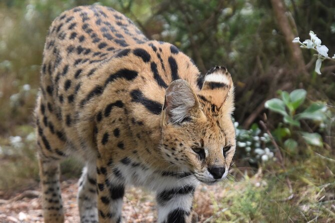 Cats in Conservation - The Sum Up