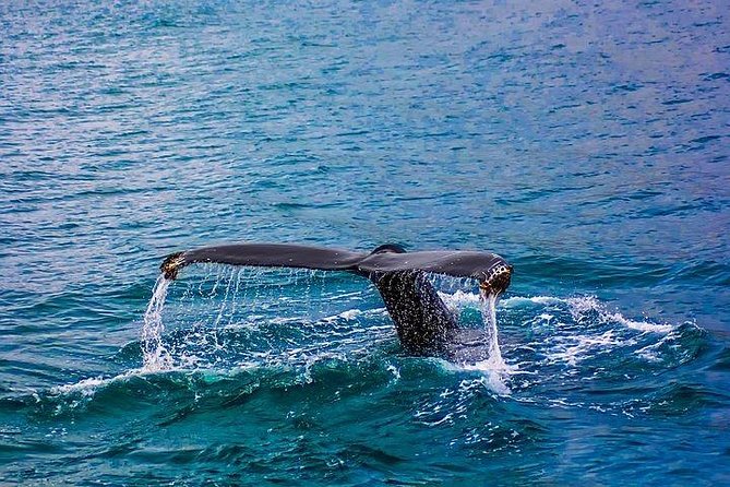 Combo Cape Agulhas Tour and Whales Watching Boat in Hermanus - Directions