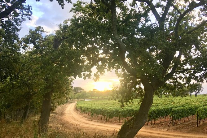 Constantia Hidden Gem Cycle Half Day - Private Tour - Traveler Reviews and Ratings
