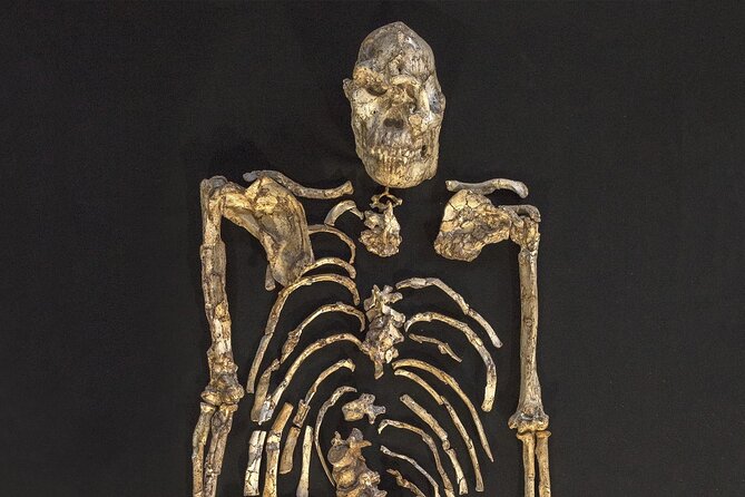 Cradle of Humankind Half Day Tour - Common Questions