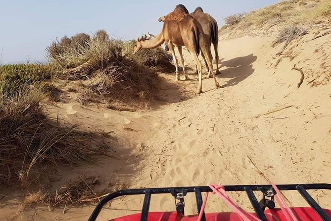 Essaouira: 2h/Quad1h/Camel Ride Minimum 2 People - The Sum Up