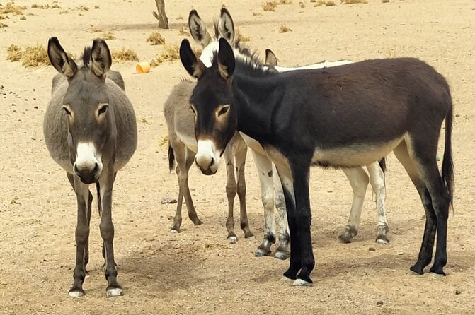 Fint Oasis Private Day Hike - Common Questions