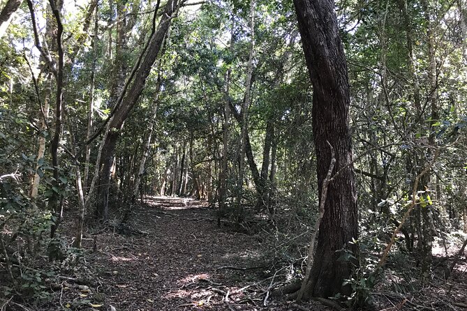 Forest Walk With Picnic and Wildife Tour - Directions and Location