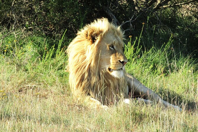 Full Day Addo Elephant National Park Safari - The Sum Up