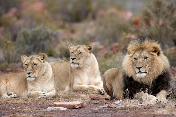 Full Day Big 5 Aquila Safari Private Transfers Including Park Fee From Cape Town - Common Questions