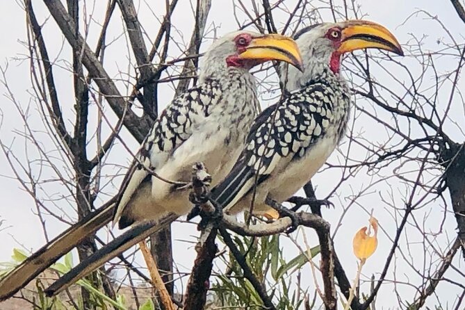 Full Day Exquisite Pilanesberg Safari From Johannesburg - Common Questions