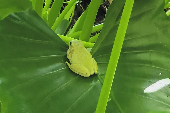 Full Day Mega Tour:El Yunque Hike/Water Slide/Beach/Piñones/Loiza - The Sum Up