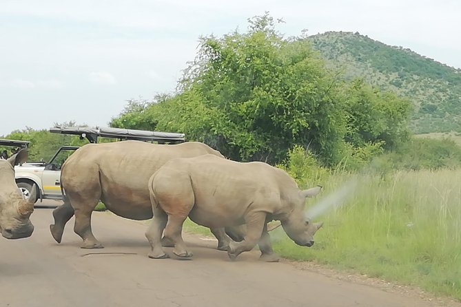 Full-Day Pilanesberg National Park Safari From Johannesburg and Pretoria - Booking Information and Tips