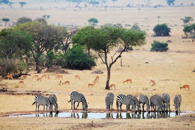 Full Day Safari From Durban to Hluhluwe-Imfolozi Game Reserve - Common Questions