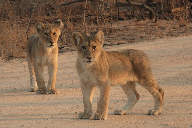 Full Day Safari in the Kruger National Park From Hazyview - The Sum Up