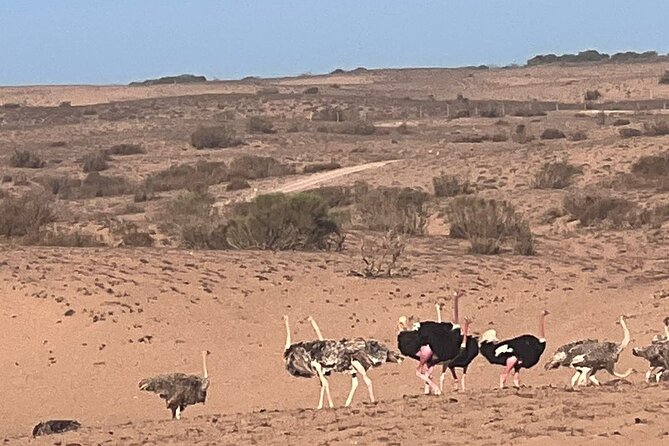 Full Day to Small Desert From Agadir - How to Book