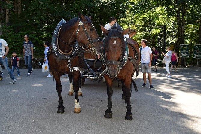 Full Day Tour to Neuschwanstein Castle Incl. Carriage Ride and Guided Tour - Cancellation Policy