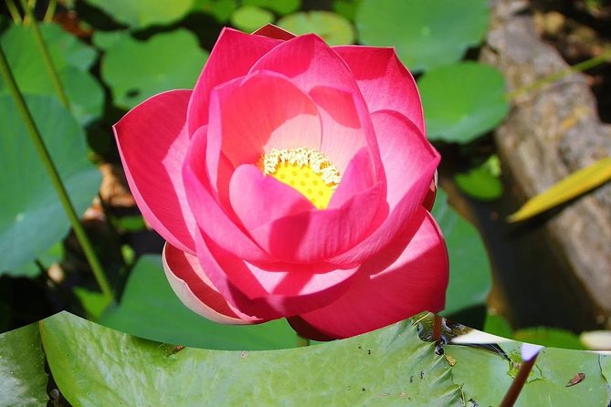Garden Delight Full-Day Tour in Barbados - The Sum Up