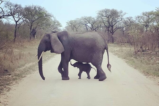 Half Day Kruger Open Vehicle Safari From Marloth Park - Affordable Pricing and Transparent Policies