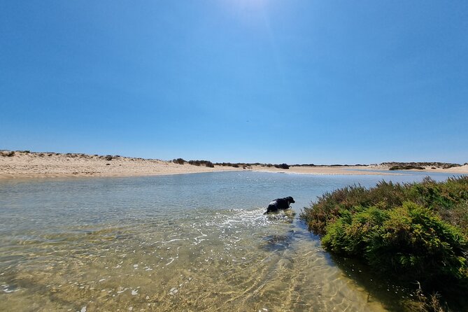 Half-Day Private Guided Kayak Island Tour - Common Questions