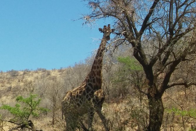 Half Day Safari From Johannesburg - Common Questions