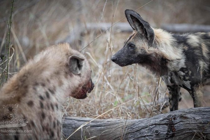 Half Day Safaris By Robbie Williams Safaris - Common Questions