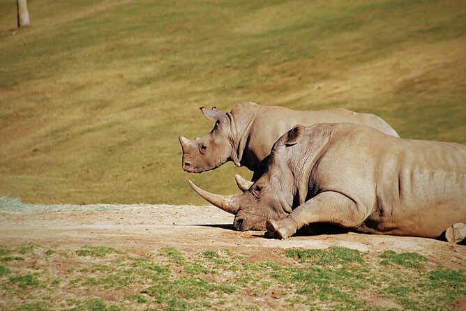 Half-Day Tour to Rhino And Lion Reserve in Krugersdorp - Location and Wildlife Experience