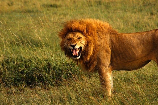 Hluhluwe Imfolozi Game Reserve & Phezulu Culture 2 Day Combo Tour From Durban - The Sum Up