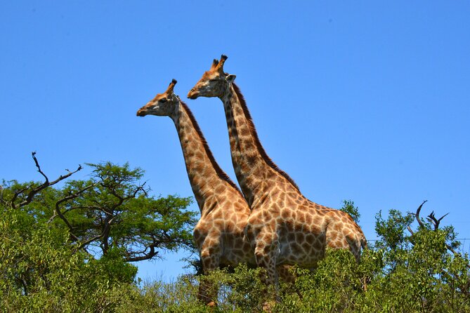Hluhluwe Safari & Emdoneni Wild Cat Project Day Tour From Durban - Additional Information: Confirmation, Accessibility, Departure Times, and Cancellation Policy