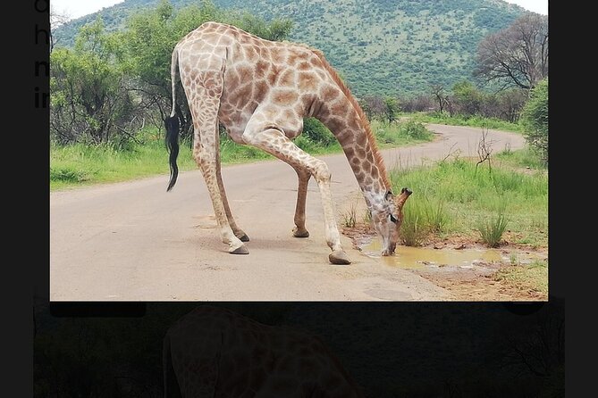 Johannesburg Private 2-Day Pilanesberg Safari  - Pretoria - Common Questions