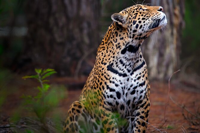 Jukani Wildlife Sanctuary Admission With Guided Tour - Common Questions