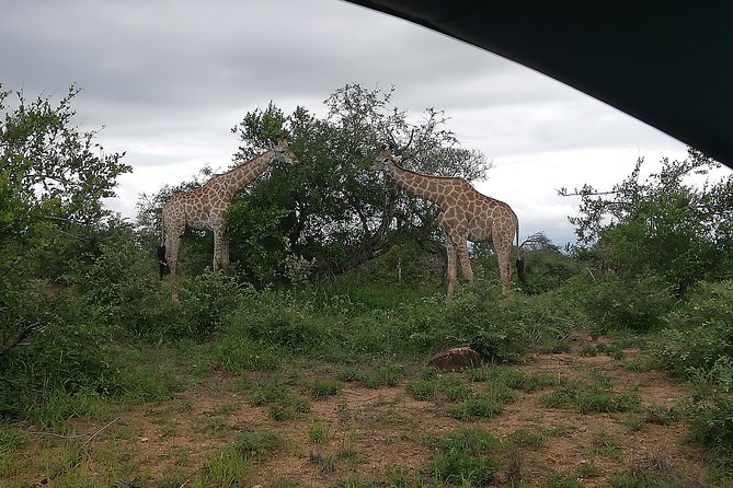 Kruger National Park 2 Days 1 Night Magical Safari From Johannesburg Private - Traveler Reviews and Ratings