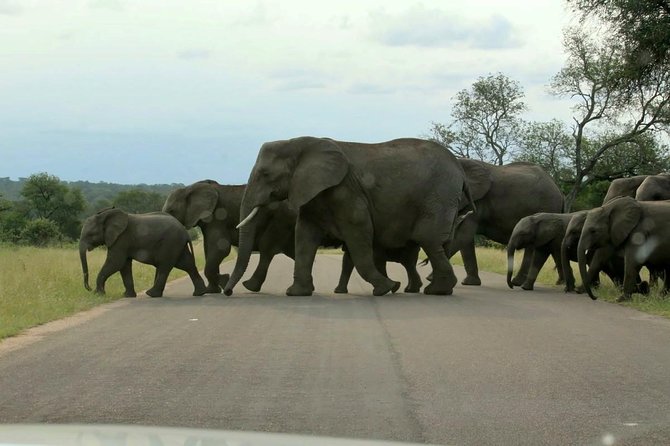 Kruger National Park 3 Days 2 Nights Magical Safari From Johannesburg - The Sum Up