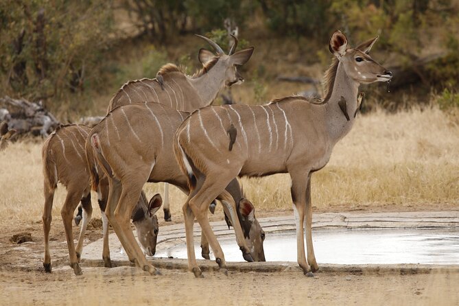 Kruger National Park Full Day Private Safari - Directions