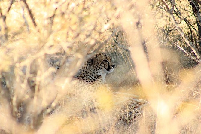 Kruger National Park Full Day Safari Tour - Summer Attire Recommendations