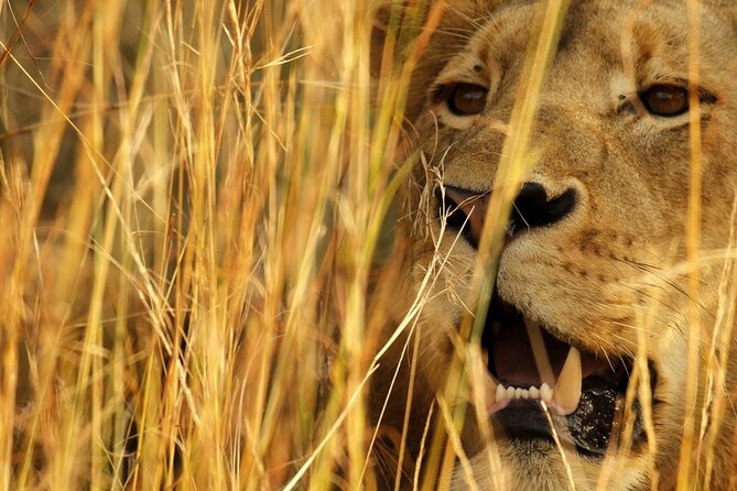 Kruger National Park in a Open Safari Vehicle - Full Day - Common Questions
