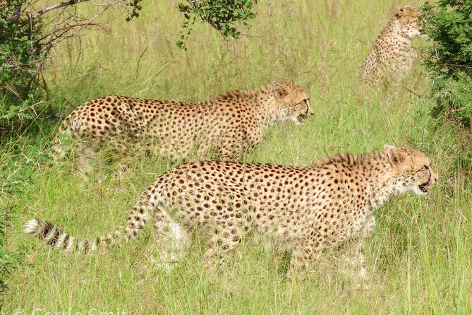 Kruger National Park - Private Full Day Safari Trip. - The Sum Up