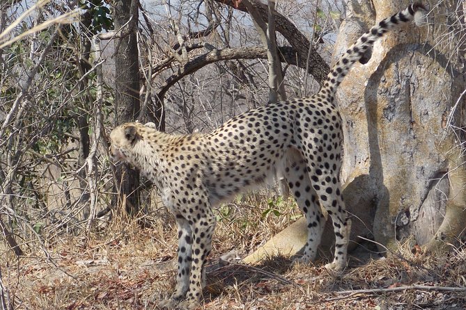 Kruger National Park - Private Sunrise Half Day Safari Trip. - Start Time, End Point, and Cancellation Policy