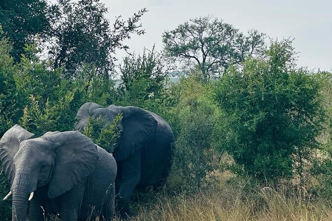 Kruger National Park, Safari Game Drive. - Common Questions