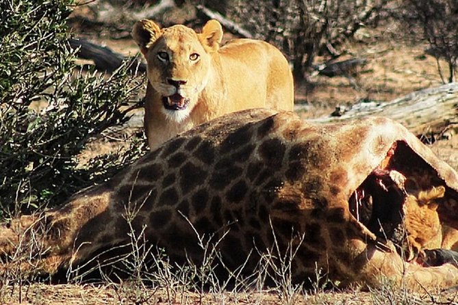 Kruger National Park Sunrise Half-Day Safari Tour - Common Questions