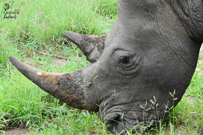 Kruger Safari Tour - Morning Half Day - The Sum Up