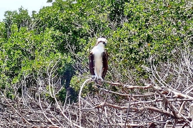 Mangrove SUP Safari - Directions and Opening Hours