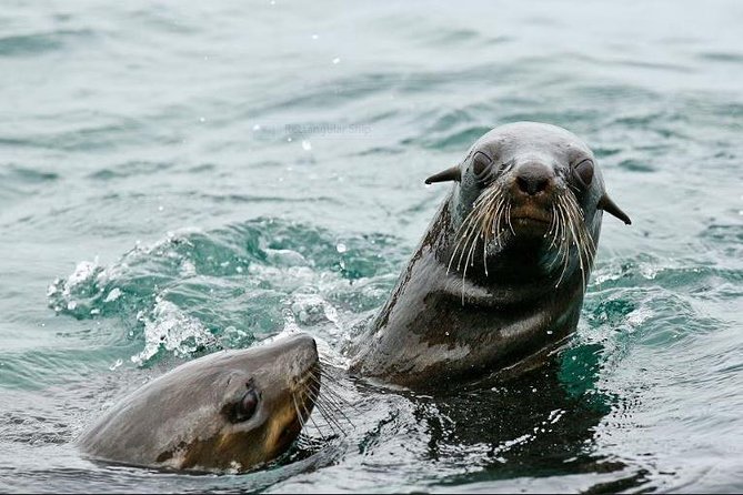Marine Big 5 Full Day Guided Return Transfer Cape Town - Gansbaai - Pricing and Booking Details