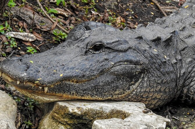 Miami Full Day Self-Guided Sightseeing Tour W/ Cruise and Everglades Airboat - Directions for the Tour