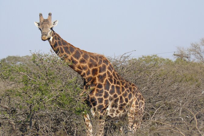 Mini Safari and Zulu Cultural Experience - Day Tour - The Sum Up