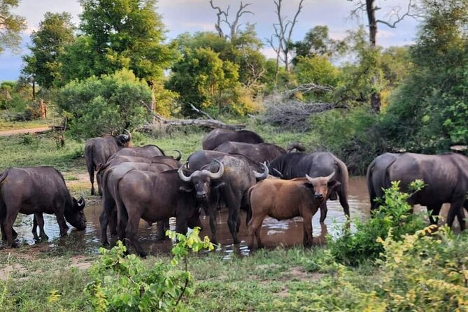 Moholoholo Wildlife Encounter & Sunset Safari - Pricing and Booking