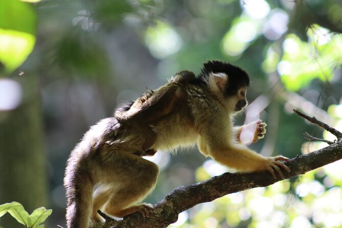 Monkeyland Guided Tour in Plettenberg Bay - Additional Information