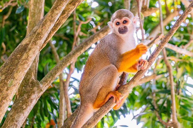 Monkeyland & Plantation Safari Full Day From Juan Dolio - Meeting and Pickup Information