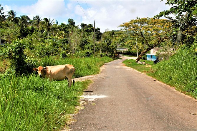 Montego Bay Highlights Heritage Tour From Montego Bay Hotels - Traveler Photos and Reviews