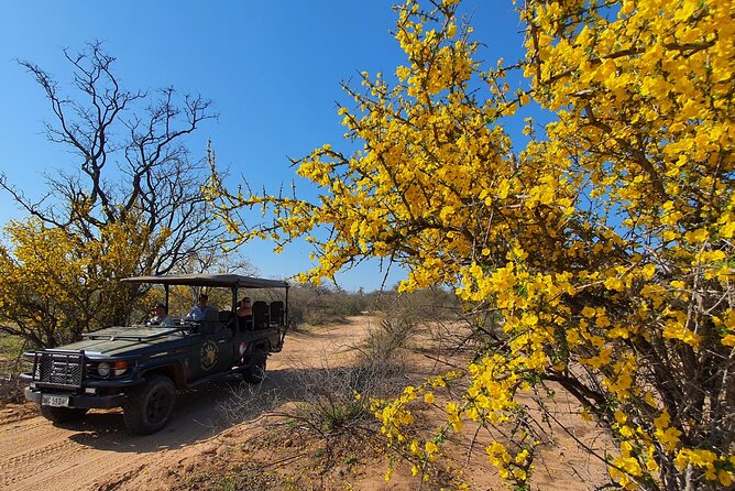 Morning Game Drive Safari Near Hoedspruit - Tips for a Memorable Safari Experience