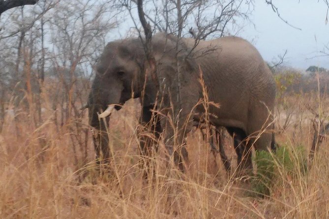 Morning Kruger National Park Safari - Questions and Pricing