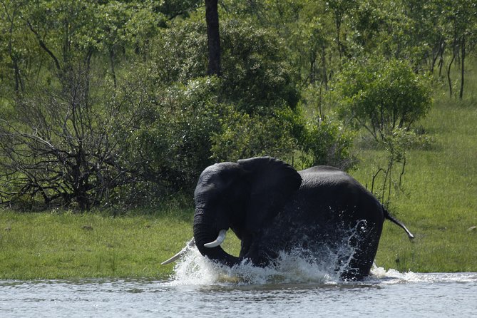 Morning Safari in Kruger National Park From Hazyview (Am Knp) - The Sum Up